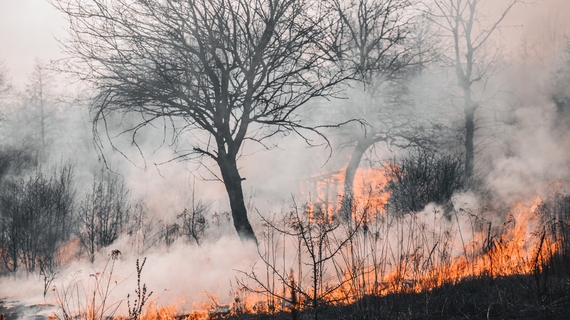 pożar, susza, ekstremalne zjawiska pogodowe
